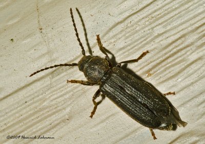 K207142-Unidentified Bug.jpg