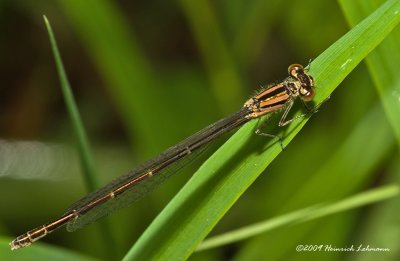 K208927-Bluet.jpg