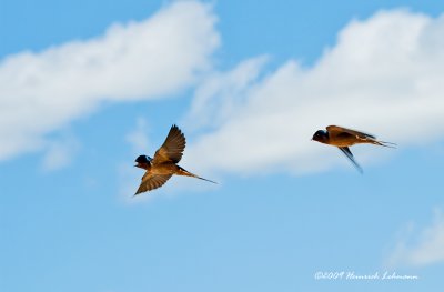 K209695-Barn Swallows.jpg