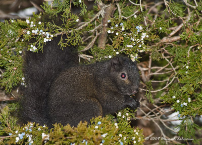 K218088-Squirrel.jpg