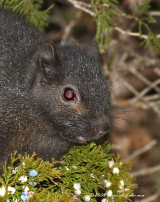 K218086-Squirrel.jpg