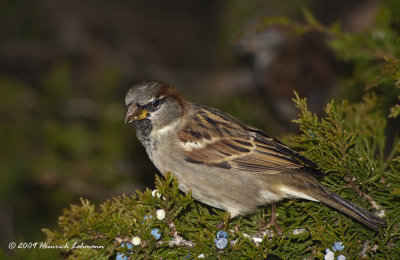 K218084-House Sparrow male.jpg