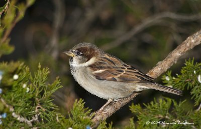 K218063-House Sparrow male.jpg