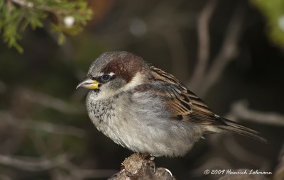 K218035-House Sparrow male.jpg