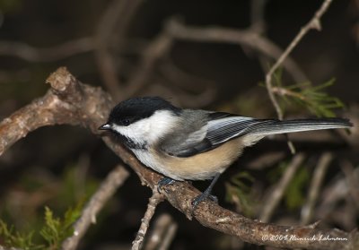 K218017-Black-capped Chickadee.jpg