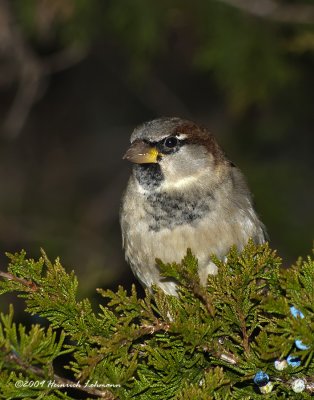 K217994-House Sparrow male.jpg