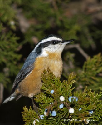 K217981-Red-breasted Nuthatch.jpg