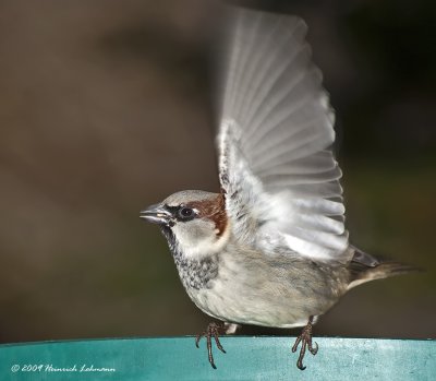 K217939-House Sparrow male.jpg