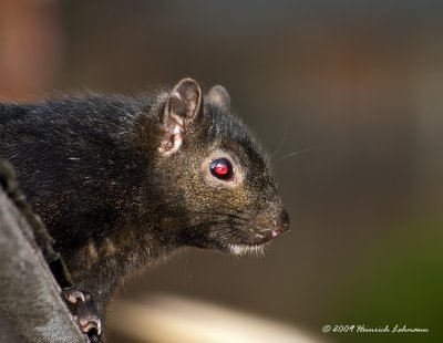 K217890-Squirrel.jpg