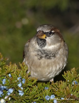 K218044-House Sparrow male.jpg