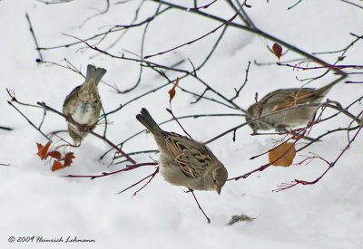 K218423-House Sparrows.jpg