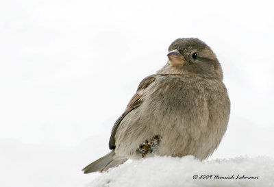 K218474-House Sparrow female.jpg