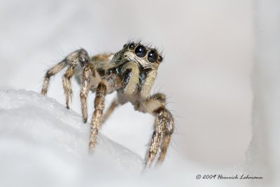 K218574-Jumping Spider.jpg