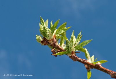 K220324-Mayday Tree Buds.jpg
