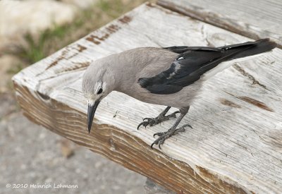 K221619-Clarkes Nutcracker.jpg