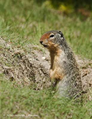 K221254-Columbian ground squirrel.jpg