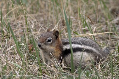 K221792-Mountain Chipmunk .jpg