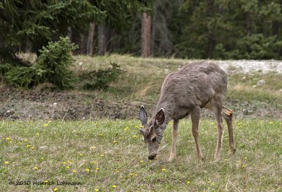 K221809-Whitetail deer.jpg