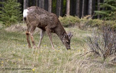 K221814-Whitetail deer.jpg