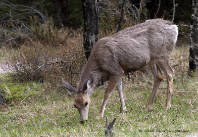 K221819-Whitetail deer.jpg