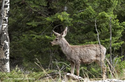 K221849-Whitetail deer.jpg