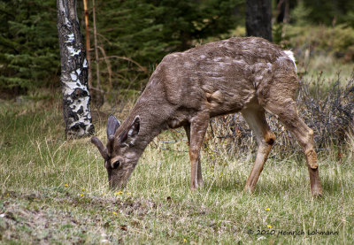 K221856-Whitetail deer.jpg