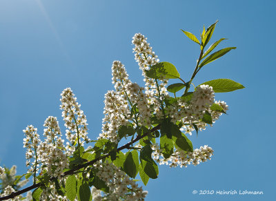 K221946-Mayday Tree blossums.jpg