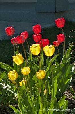 K221949-Tulips.jpg