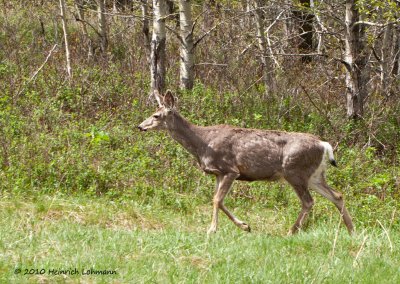 K222171-Whitetail Deer.jpg