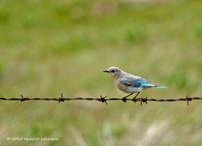 K222553-Mountain Bluebird female.jpg