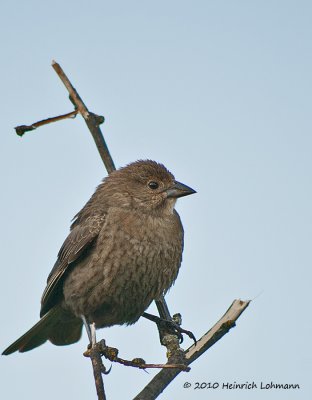 K222682-Brown-Headed Cowbird (female).jpg