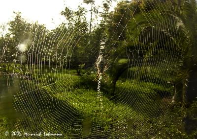 6844 Black and yellow Argiope.jpg