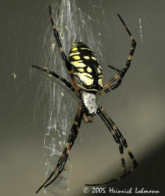 7235-Black and yellow Argiope.jpg