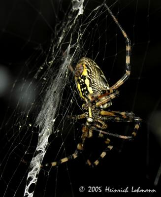 7425-Black and yellow Argiope.jpg