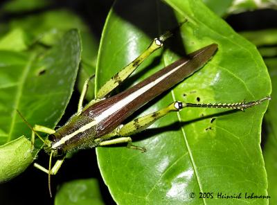 6610-Green Valley Grasshopper.jpg