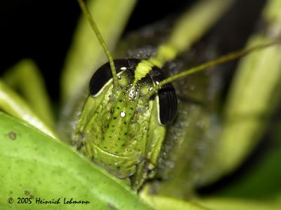 6618-Green Valley Grasshopper.jpg