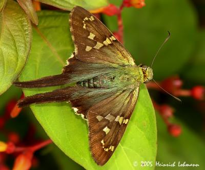 7103-Long-tailed Skipper.jpg