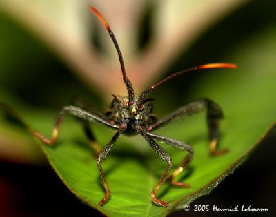 7153-Florida Leaf-footed Bug.jpg