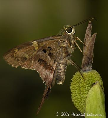 7350-Long-tailed Skipper.jpg