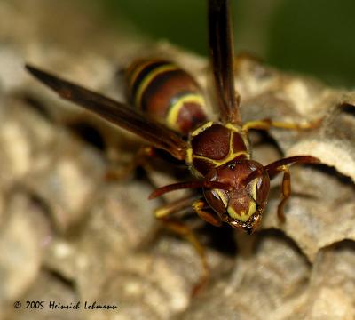 7514-Paper Wasp.jpg