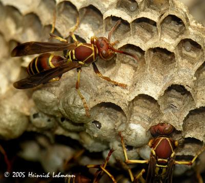 7541-Paper Wasp.jpg