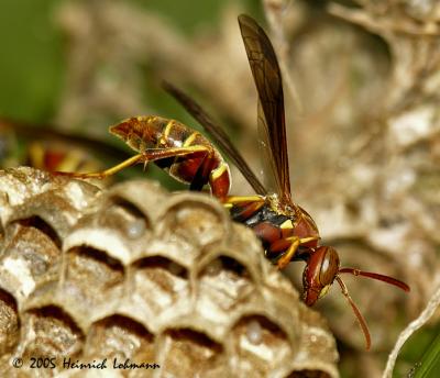 7544-Paper Wasp.jpg