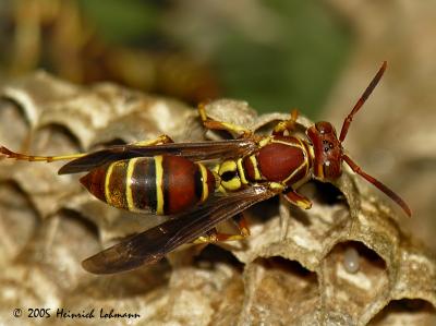7553-Paper Wasp.jpg