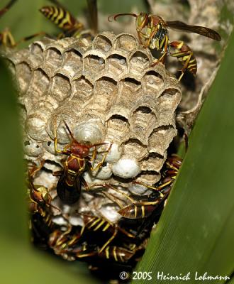 7677-Paper Wasp.jpg