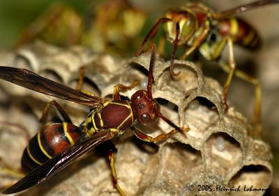 7680-Paper Wasp.jpg
