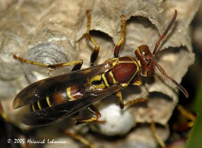 7688-Paper Wasp.jpg