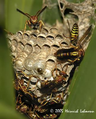 7689-Paper Wasp.jpg