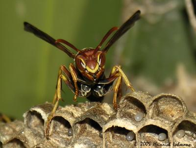 7689a-Paper Wasp.jpg