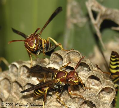 7694-Paper Wasp.jpg