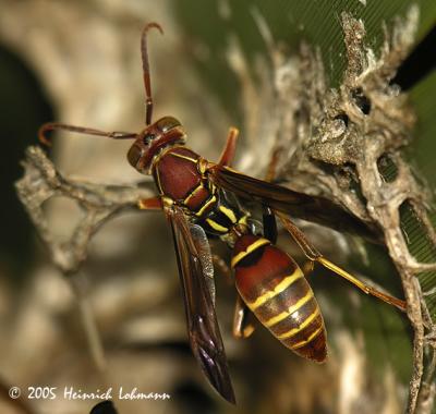 7726-Paper Wasp.jpg